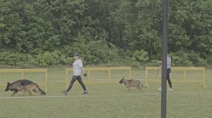 Группа Леруа Мадлен ШЕРХАН / КЧК ХАБАРОВСК 13 июня`25 В.Киселева Моно немецких овчарок