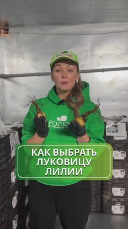 Как купить хорошие луковицы лилий? 💚