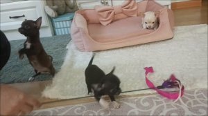 Мини мальчики чихуахуа. 2 месяца.