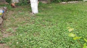 Дела дачные, черенки роз, виноград, птички!