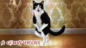 Приколы с котами! Смешные коты! С ОЗВУЧКОЙ! 2025 — приколы про котов и кошек! Забавные животные!