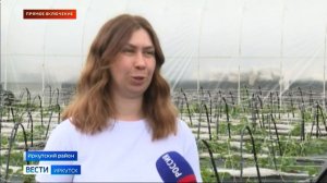 Сезон клубники стартовал в Иркутской области