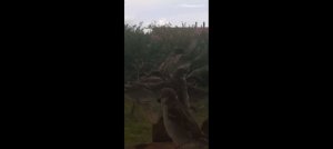 пиици онлайн!