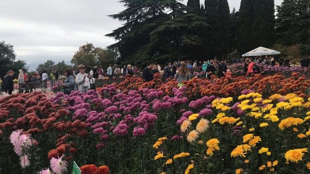 Отцвели уж давно хризантемы в саду🌸🌸🌸
