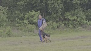 2 Отл. СС ИНСОЛЕНС из Белого Яра +++ №50. КЧК ХАБАРОВСК 13 июня`25 В.Киселева Моно н/о