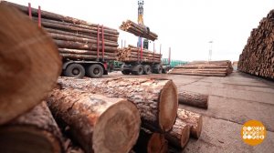 Расти большой, северный лес! Доброе утро. Фрагмент выпуска от 26.06.2025