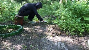 Продолжаю поиски садовых дорожек в зарослях сорняка