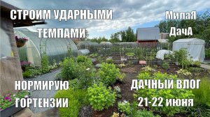 Котят больше нет |Нормировка гортензий |Продвижения на стройке| Дачный влог 21-22 июня