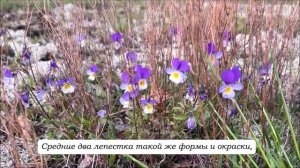 Фиалка трехцветная (титры, зак. текст + музыка) Рубрика "Расскажите детям"