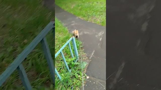 У Сени все норм😁 изгваздался только по самые уши в глине, мусор через стройку выносим