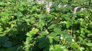 IMG_8613 У Виктории , начинается второй этап урожая.