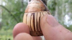 Шкатулка в июньском лесу среди берез