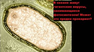 В океане живут гигантские вирусы, занимающиеся фотосинтезом! Может это предки прокариот?