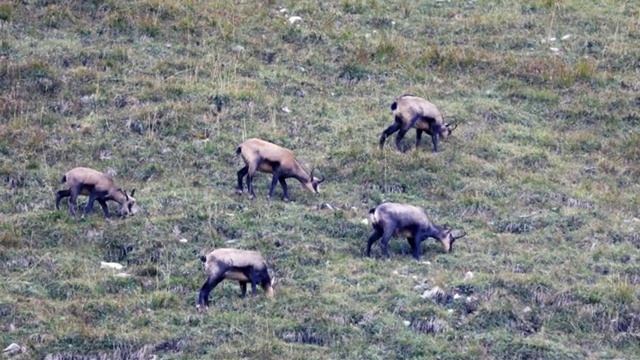 В гармонии с природой: красота и баланс живых существ, ч.8