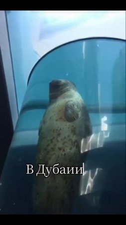 Пухленький Тюленьчик