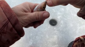 Снова пытаюсь поймать ЩУКУ