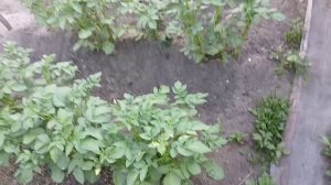 Обзор июньских посадок. Часть 1.