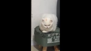Смешные котики - часть 31