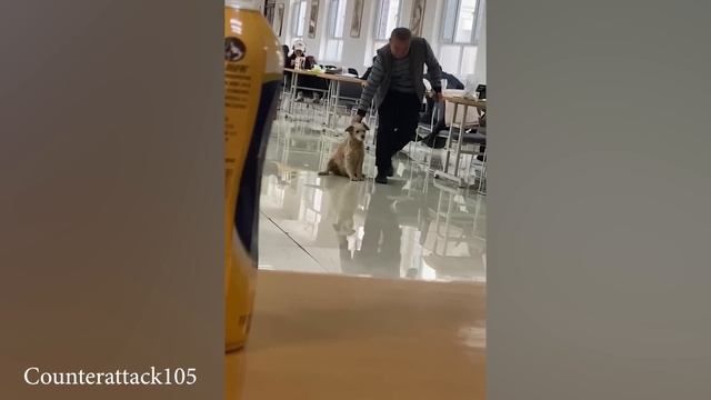 Я только что поняла что моя собака особенная Забавная собака и человек