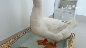 Петух не позволяет маме-кошке и маме-утке обмениваться своими детенышами - 2025 год (uu)
