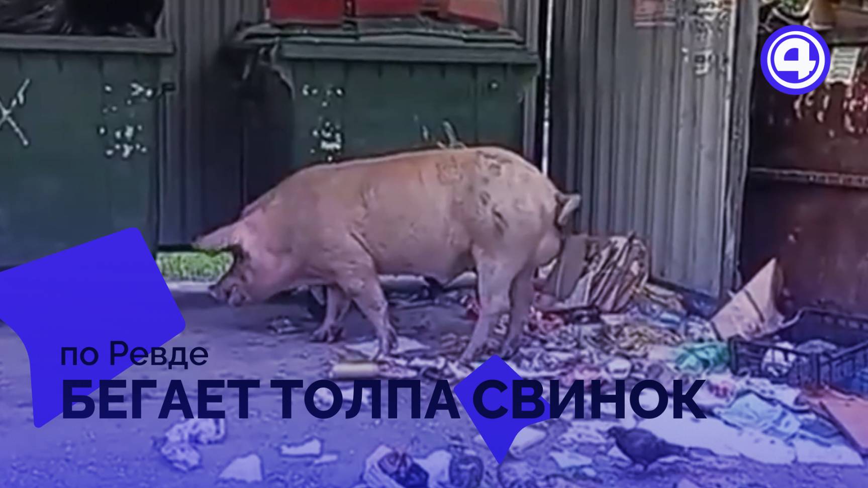Свинки оккупировали улицы Ревды
