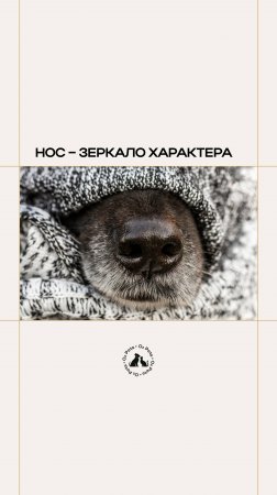 Нос – зеркало характера