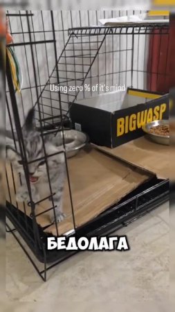 Глупый котёнок #котенок #идиот #глупый #shortvideo #shorts #video #милота #юмор #развлечения #коты