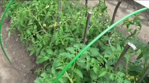 Пасынкование помидоров