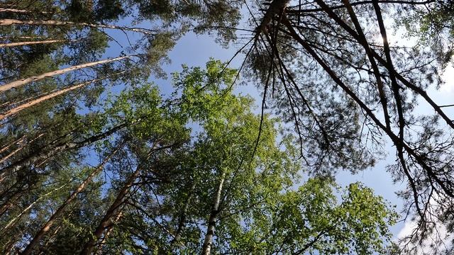 Лес Грибов нет  только Лес  26.06.2025