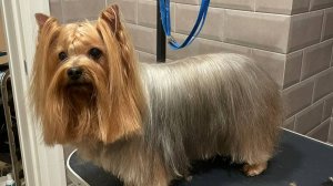 Йоркширский терьер Джессичка. Любимка ушла на радугу