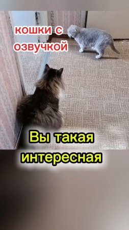 кошки с озвучкой