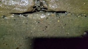 Д. Борискова. Мало воды , после чистки воды больше и насос отрегулировали . podkapaev.ru