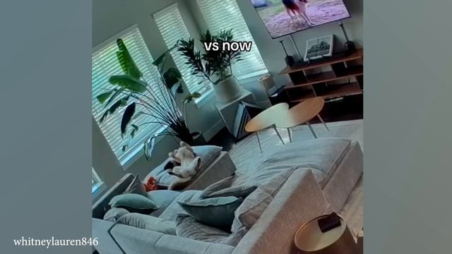 Это То Что делает Немецких Овчарок самыми забавными собаками в округе