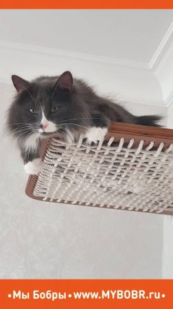 Новый день и новый котодром от Мы Бобры