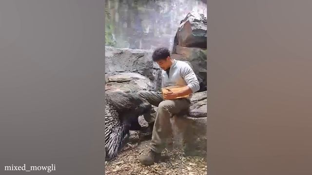 Когда Животные Всегда Рады Видеть Своего Лучшего Друга-Человека Видео С Милыми Животными