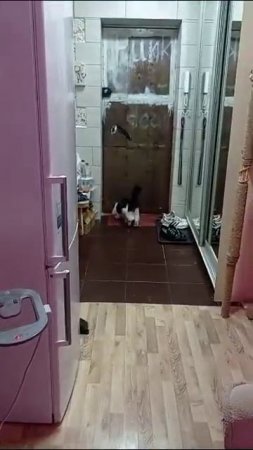 Служебная кошка.