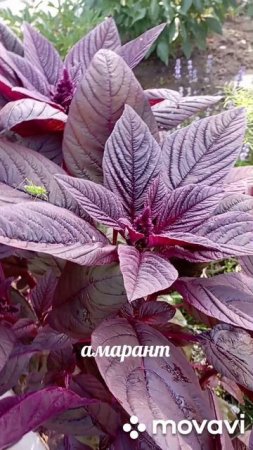 амарант в нашем саду/амарант/сад/