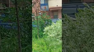24 июня  2025года ...прогулка со мной часть первая