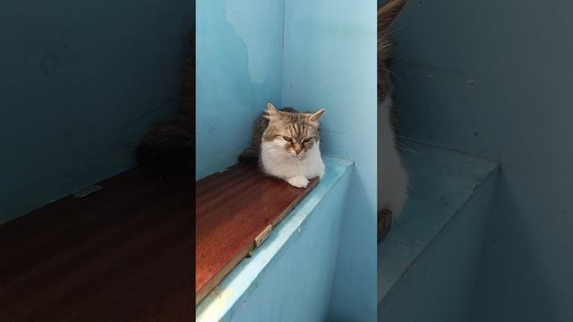 Кошечка Маня на стационаре