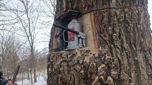 Как повалить большой тополь без вышки своими силами?