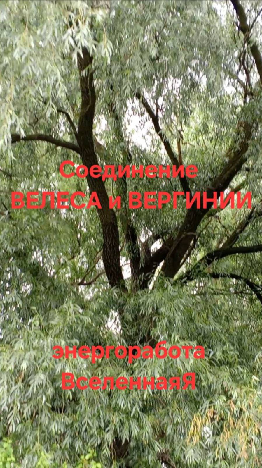 Соединение Велеса и Вернинии. Энергоработа ВселеннаяЯ