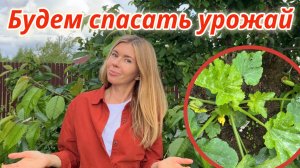 Заливает дождями. В открытом грунте не растут даже кабачки