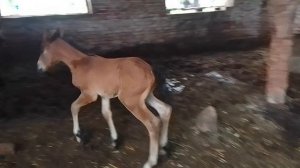 Стёпа🐐и компания🦮🐎, дожди🌨️🌨️