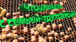 Семья отрутовела – терпеть или бороться? Мнение Профессора Кашковского