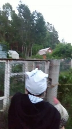 Побег из курятника