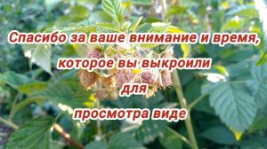 Ягоды завалили. Чем радует сезон 2025