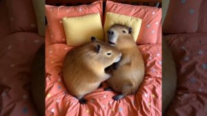 Капибарки