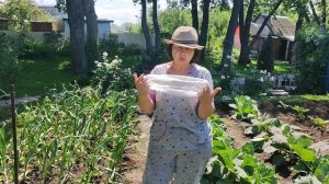 Капуста в огороде, выращивание.