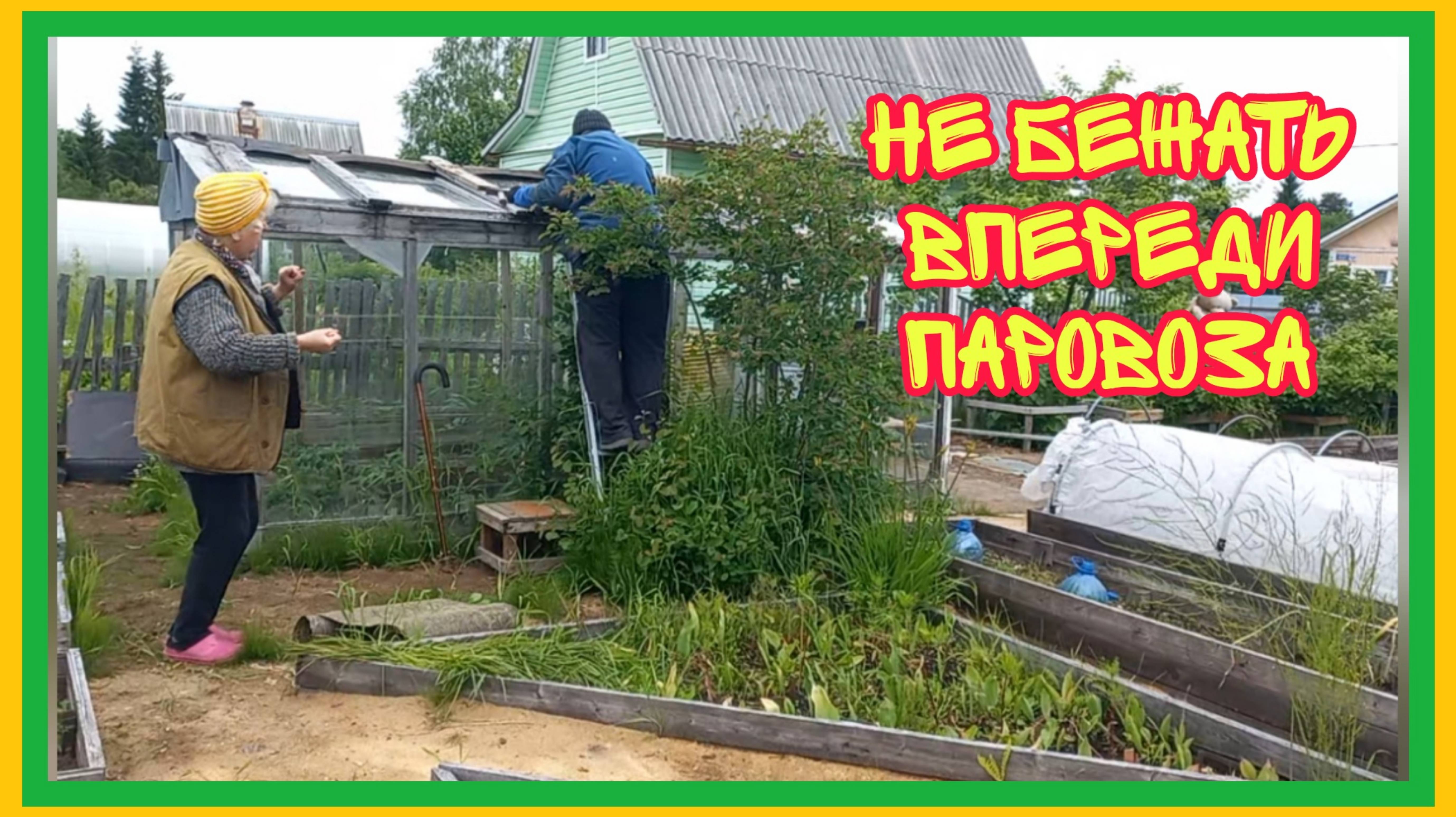 21/6 25 ПОДКОРМИЛА ЧЕСНОК. ДОДЕЛАЛИ КОНЁК НА ТЕПЛИЦЕ.  ВСЯ В РАЗДУМЬЯХ. НЕ БУДУ РИСКОВАТЬ.