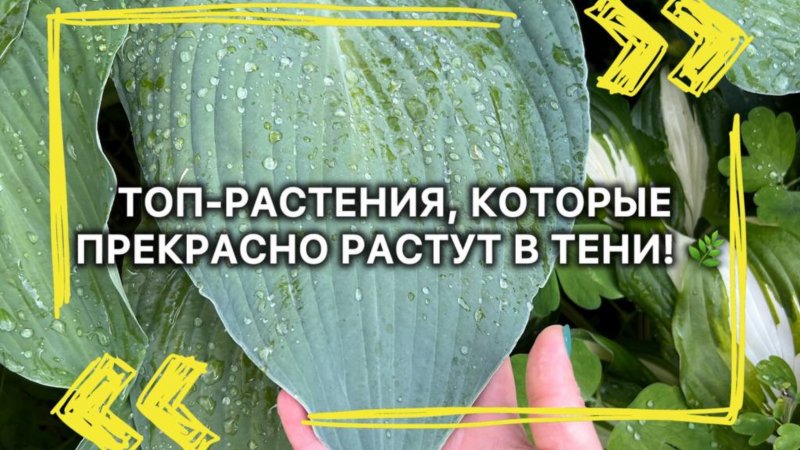 ТОП-растения, которые прекрасно растут в тени! 🌿